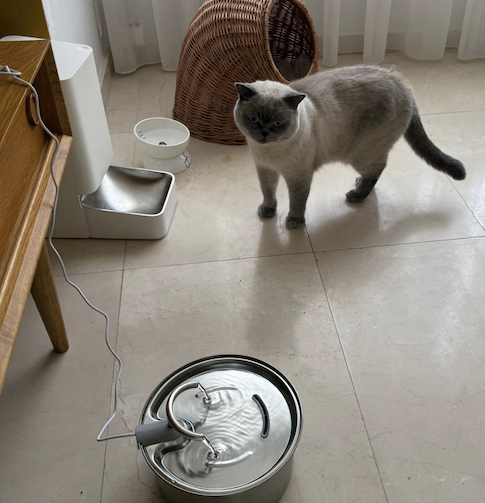 A cat at home beside its water fountain and food bowls