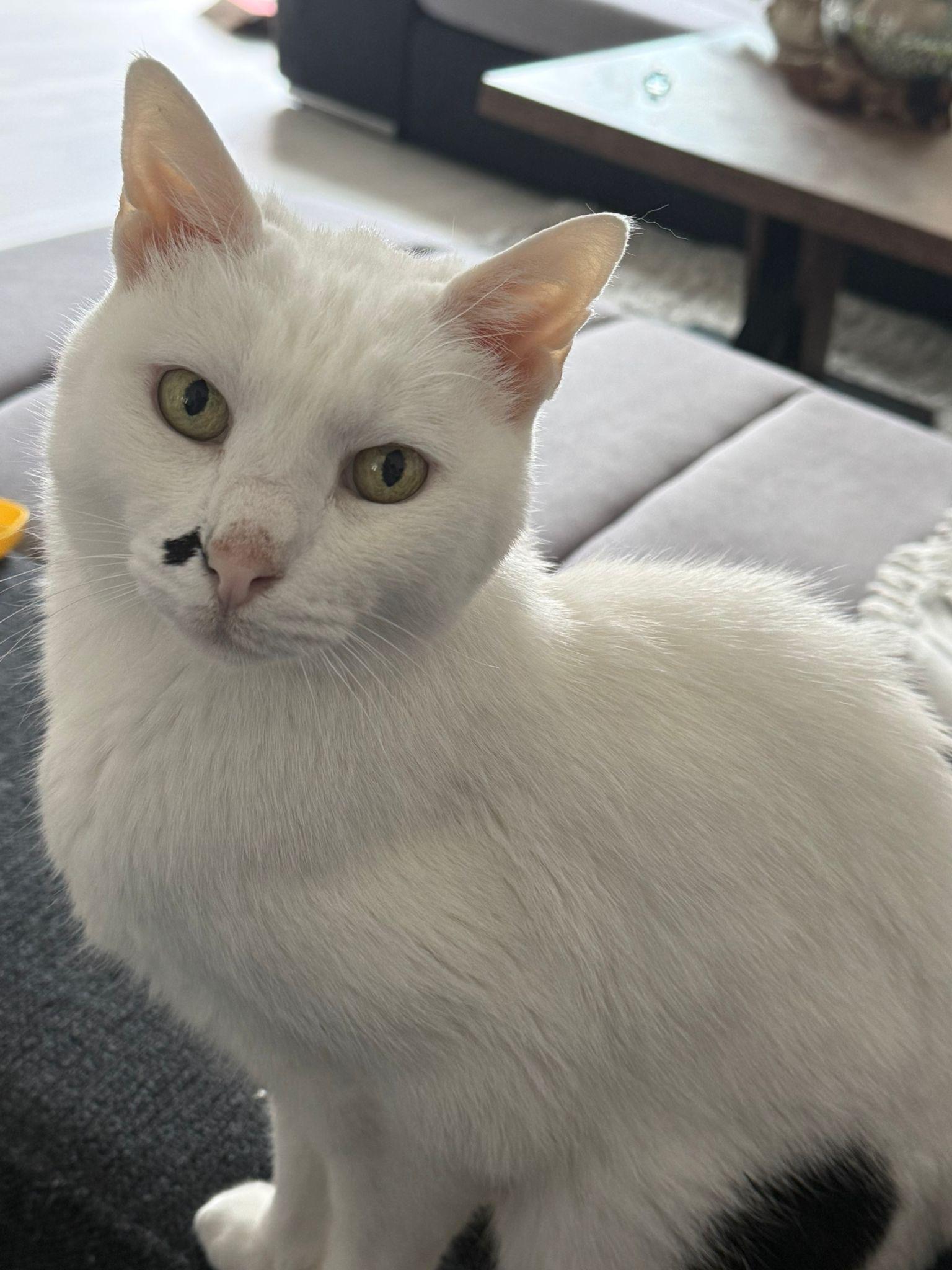 Lady, Elena's cat